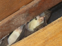 Scotophilus leucogaster