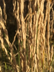 Thinopyrum intermedium intermedium