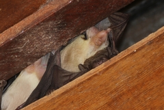 Scotophilus leucogaster