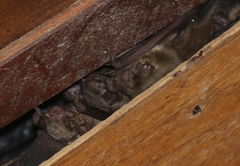 Scotophilus leucogaster
