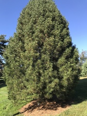 Pinus bungeana