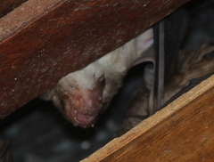 Scotophilus leucogaster