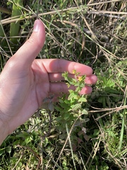 Hypericum anagalloides