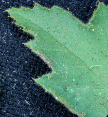 Passiflora arizonica