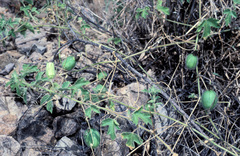 Passiflora arizonica