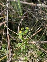 Hypericum anagalloides
