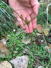 Cyperus microiria