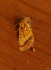 Papaipema leucostigma