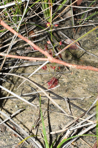 Drosera microphylla