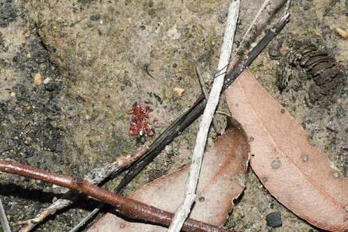 Drosera microphylla