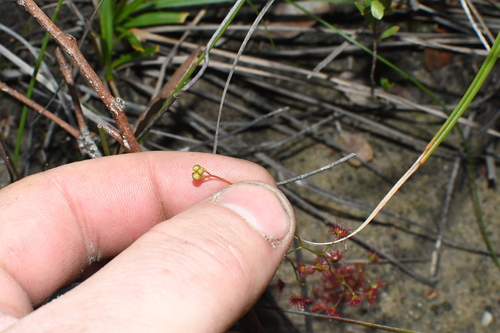 Drosera microphylla