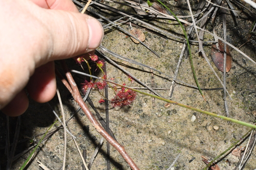 Drosera microphylla
