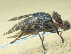 Platystoma