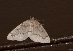 Nepytia pellucidaria