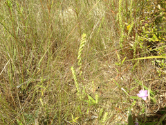 Iva angustifolia