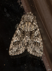 Platypolia anceps