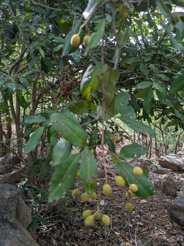 Walsura trifoliolata observed 2025-07-15