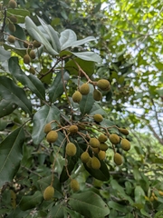 Walsura trifoliolata, photograph (c) Suhel Quader, some rights reserved (CC BY)