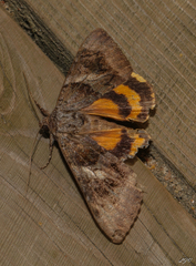 Catocala badia coelebs