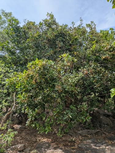 Walsura trifoliolata, photograph 5