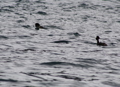 Podiceps cristatus australis