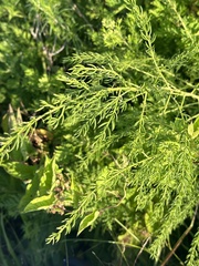 Asparagus schoberioides, photograph (c) Tatyana Petrenko, some rights reserved (CC BY)