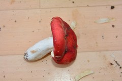 Russula lepida
