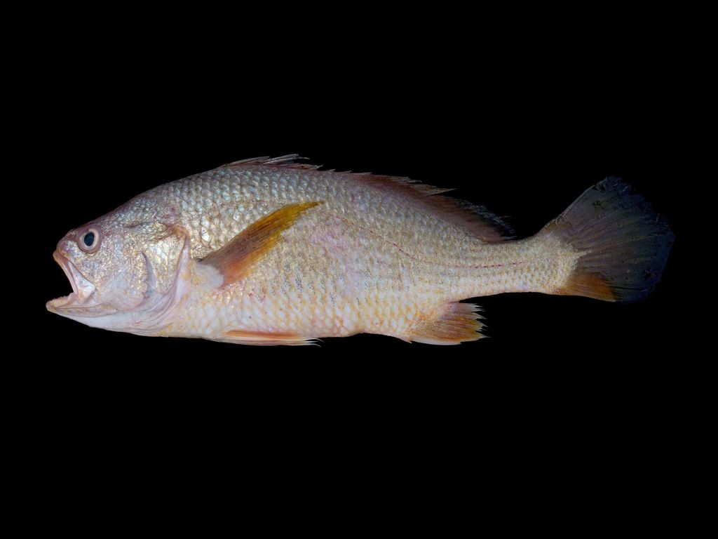 Rake Stardrum
