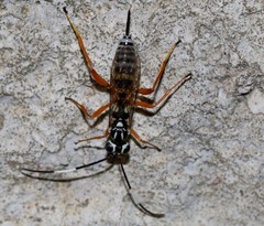Lymeon orbus