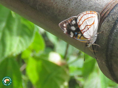 Dynamine tithia tithia