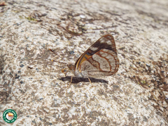 Dynamine tithia tithia