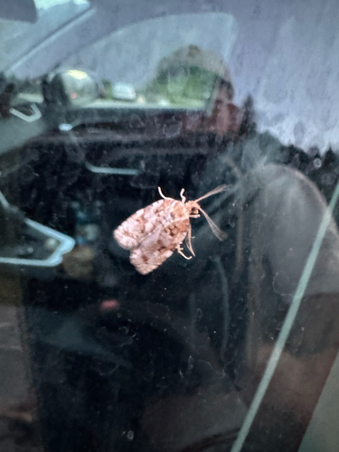 Western Spruce Budworm Moth photo 4