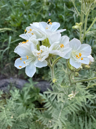 Towering Jacob's-ladder (Polemonium foliosissimum)