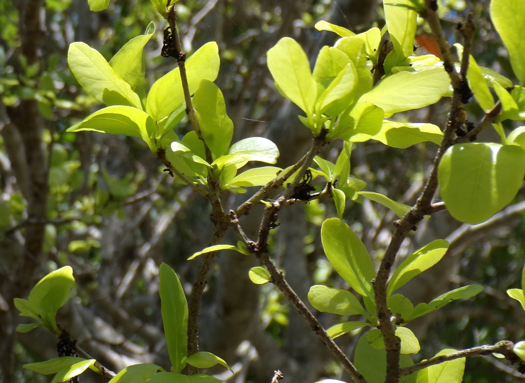 Bunchosia palmeri; photograph (c) Francisco Farriols Sarabia, some rights reserved (CC BY)