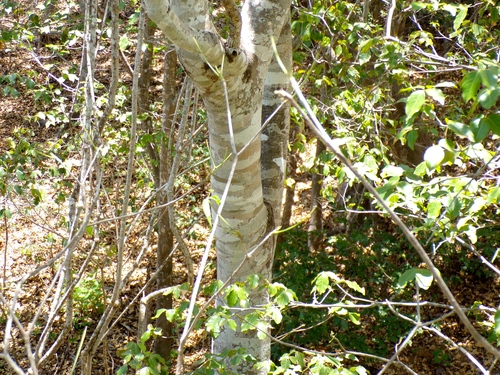 Bunchosia palmeri, photograph 2