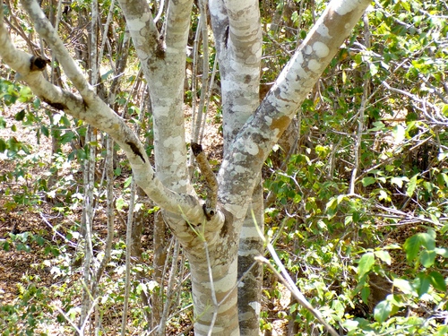 Bunchosia palmeri, photograph 3