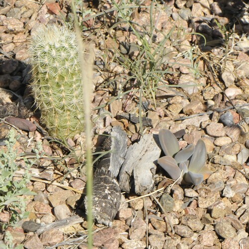 Aloinopsis peersii L.Bolus