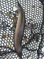 Macrognathus siamensis