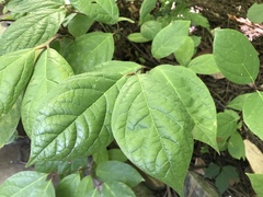 Calycanthus