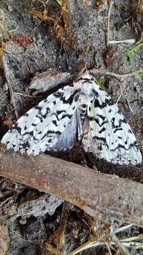 Scarce Merveille du Jour