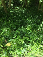 Tradescantia fluminensis