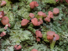 Baeomyces