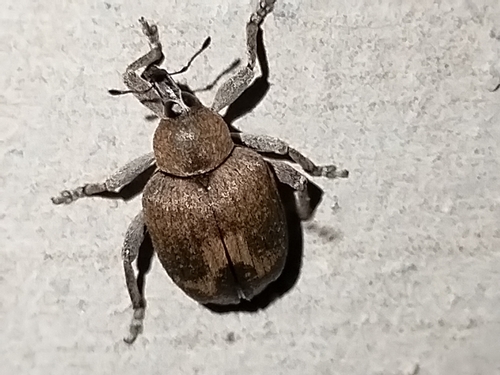 Isorhinus undatus