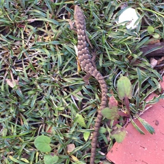 Elgaria multicarinata webbii