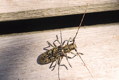 Monochamus marmorator