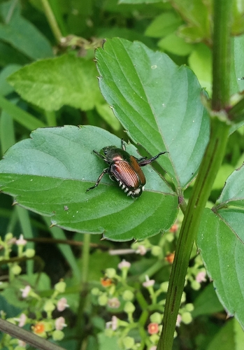 Japanese Beetle