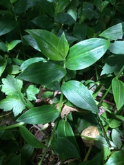 Tradescantia fluminensis
