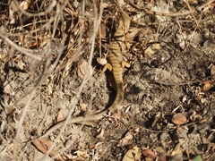 Elgaria multicarinata multicarinata