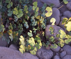 Marsilea macropoda
