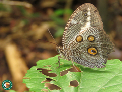 Dasyophthalma creusa